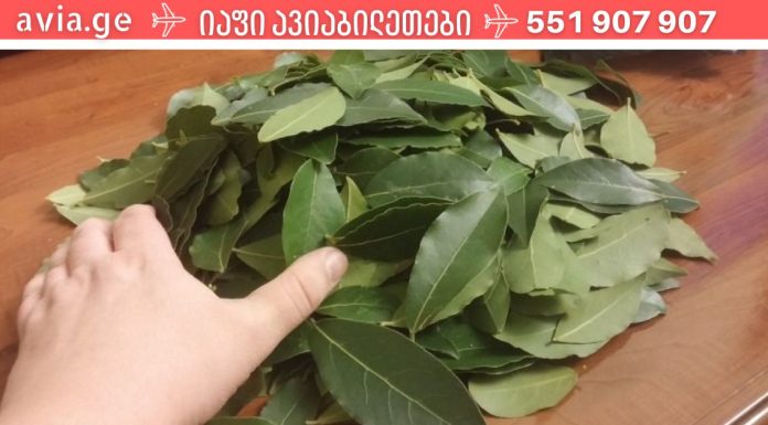 ბებიამ მასწავლა ძალიან ბევრი ჯანმრთელობისთვის სასარგებლო დაფნის ფოთოლზე. რამდენი სასარგებლო თვისება ქონია არ ვიცოდი.